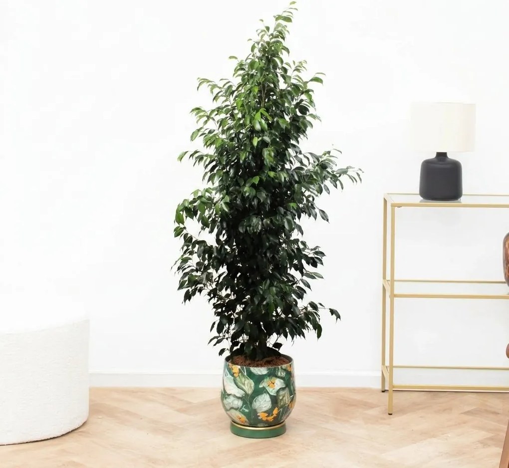 Ficus Benjamina Danielle - 150cm