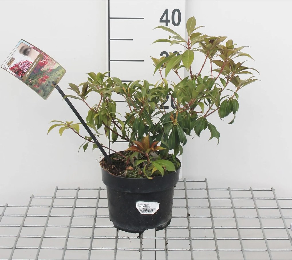 Pieris japonica 'Katsura' - pot 2L - 20-30 cm
