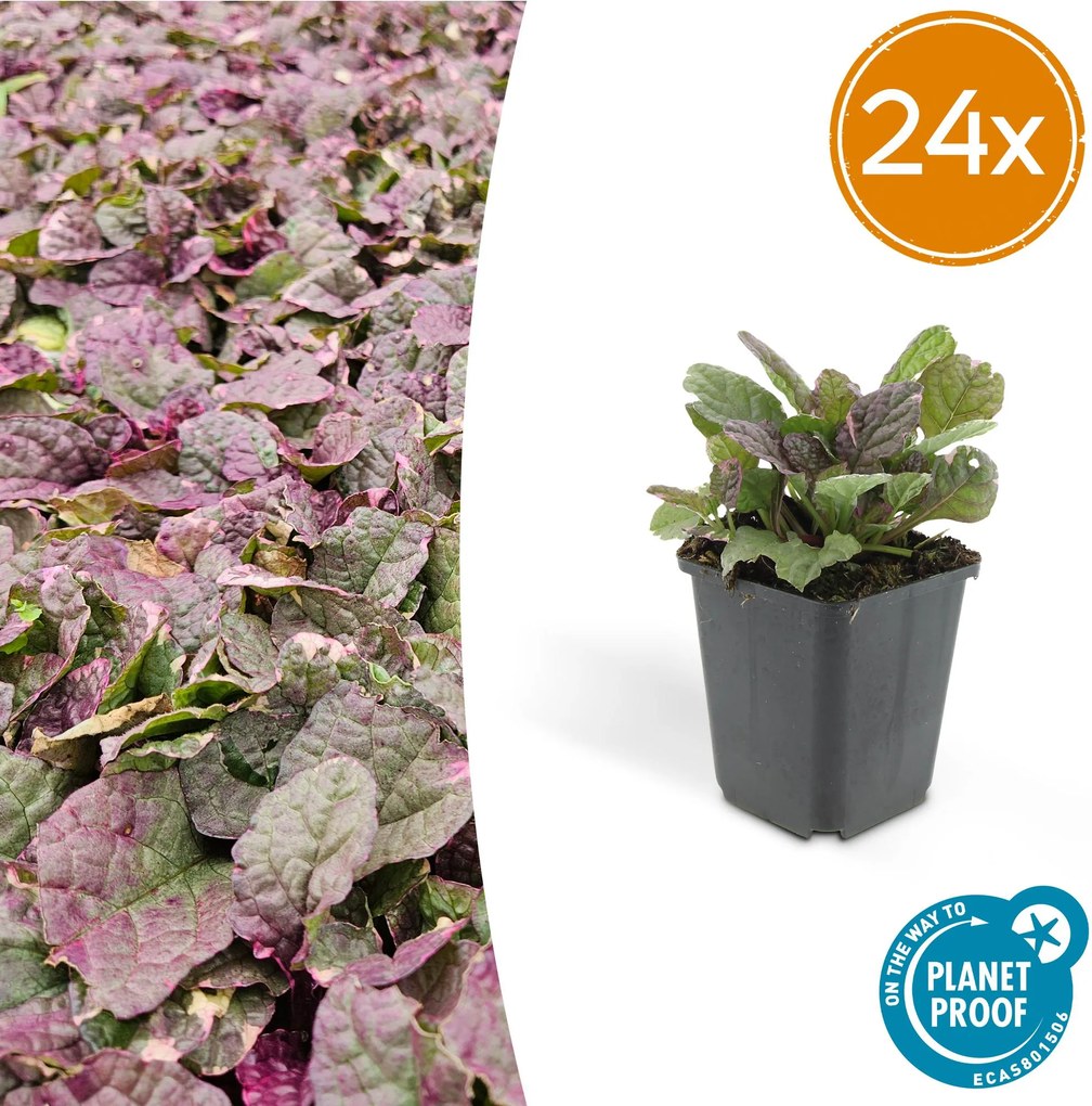 Ajuga reptans 'Burgundy Glow' - 20cm