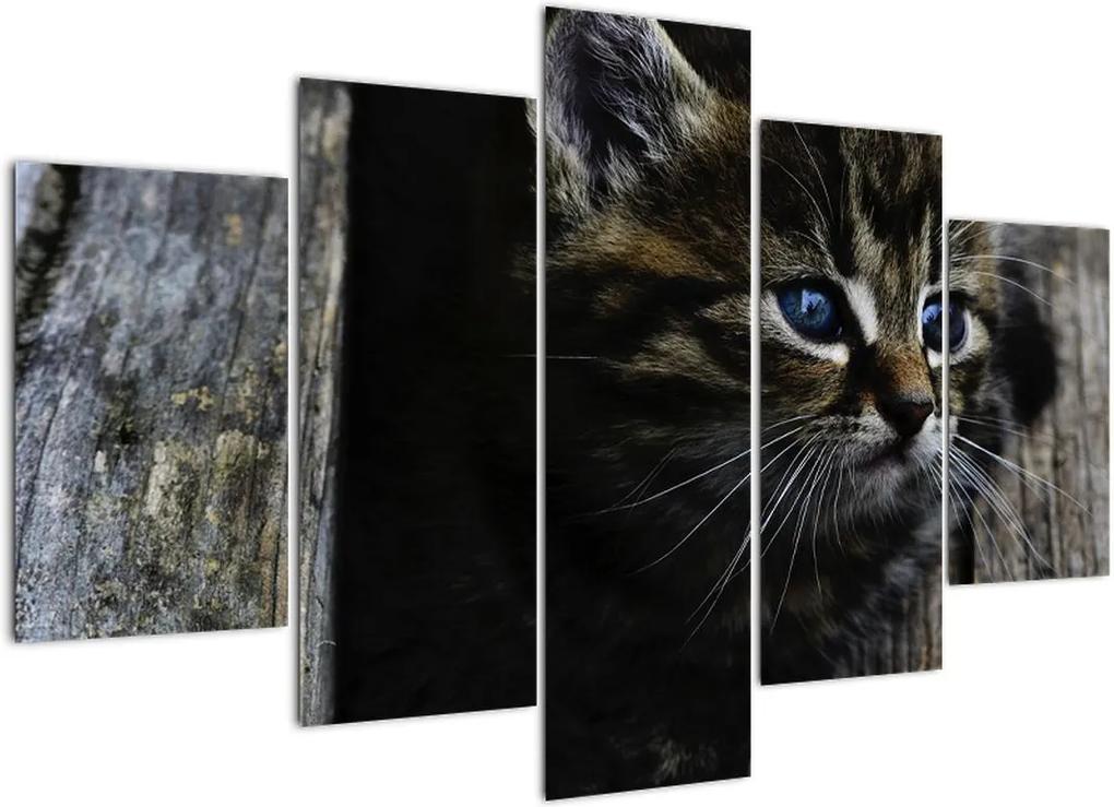 Schilderij - Kitten (150x105 cm), 40 andere afmetingen
