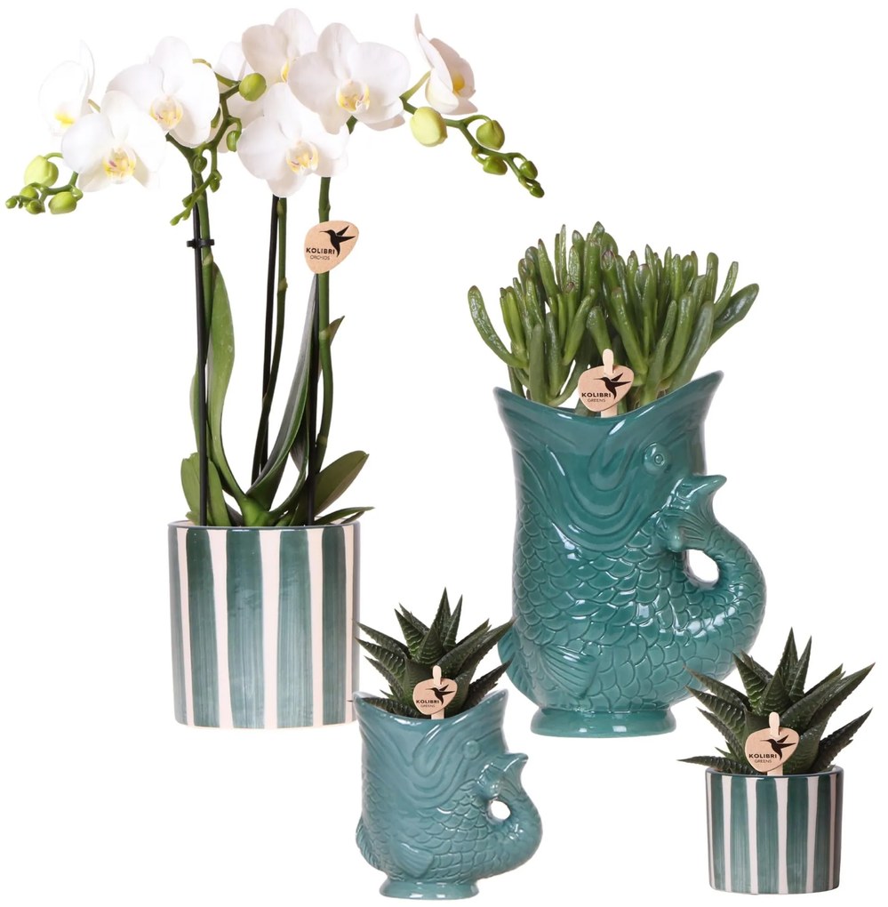 Combi deal - Orchidee (Amabilis) + succulenten in keramieken sierpotten