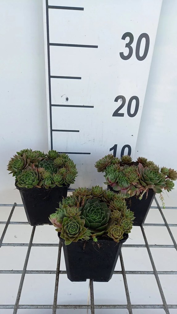 Sempervivum 'Othello' - pot 9x9 cm