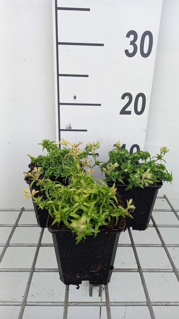 Phlox (s) 'Maischnee' (= 'snow queen') - pot 9x9 cm