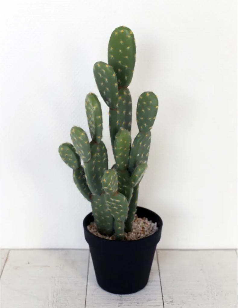 Cactus Delius met pot