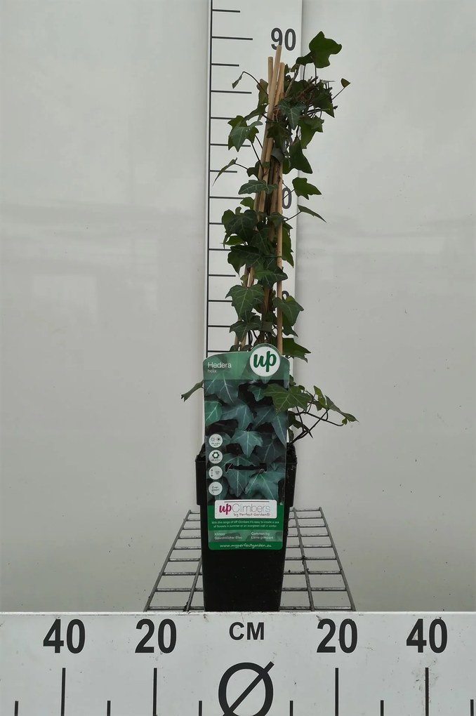 Hedera helix - pot - 50-60 cm -
