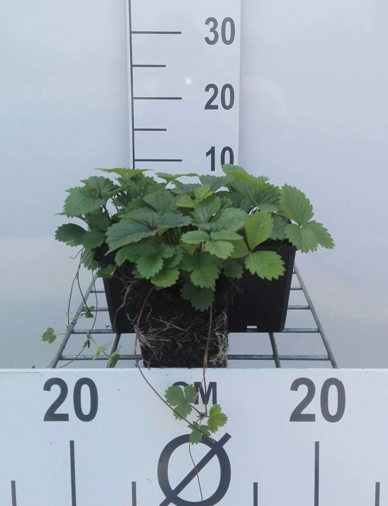 Fragaria vesca - Bosaardbei - pot 9x9 cm -