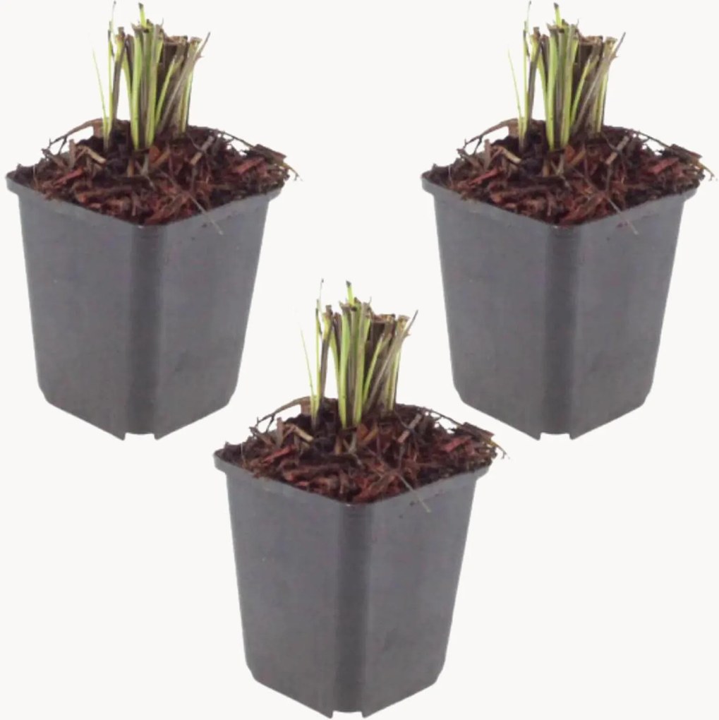 Planten Macedonische schabioos Knautia Macedonica, 3-delig