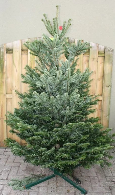 Kerstboom Warentuin Nordman A - kwaliteit Abies Nordmanniana 225 - 250 cm Warentuin Natuurlijk