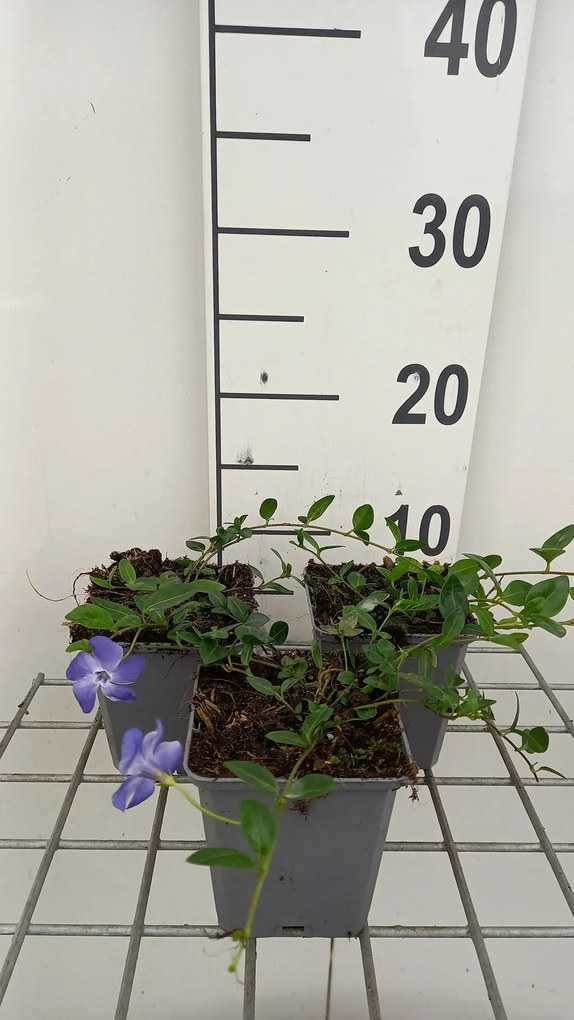 Vinca minor 'Marie' - pot 9x9 cm -