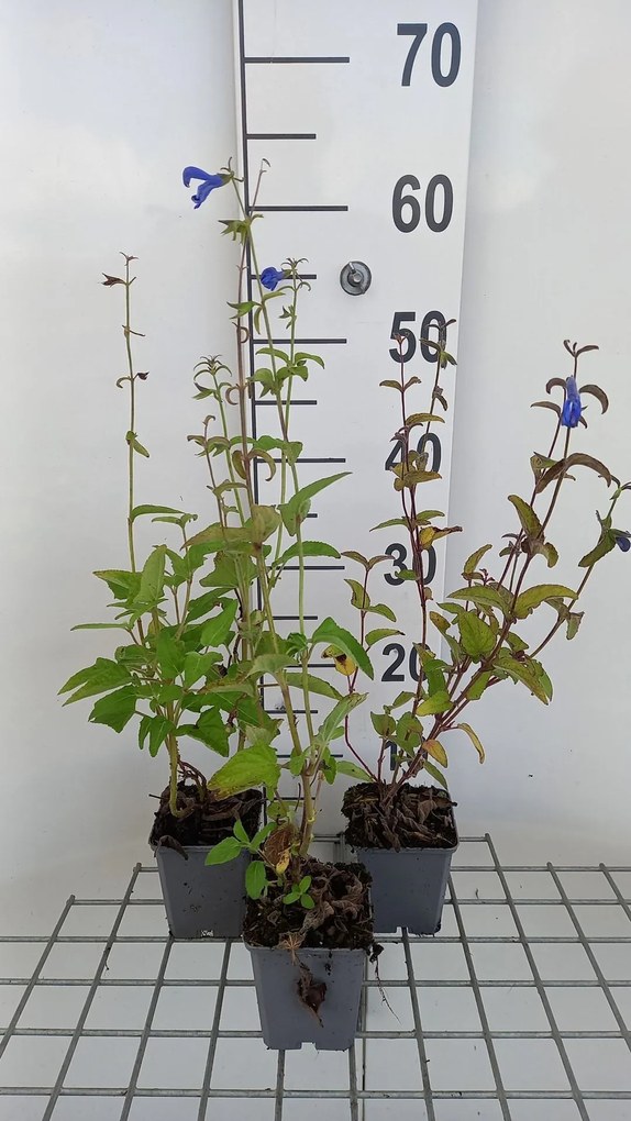 Salvia patens 'Royal Blue' - pot 9x9 cm -