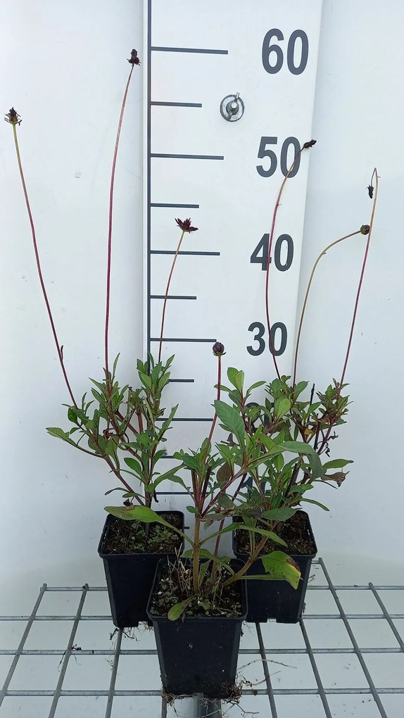 Cosmos atrosanguineus - pot 9x9 cm -