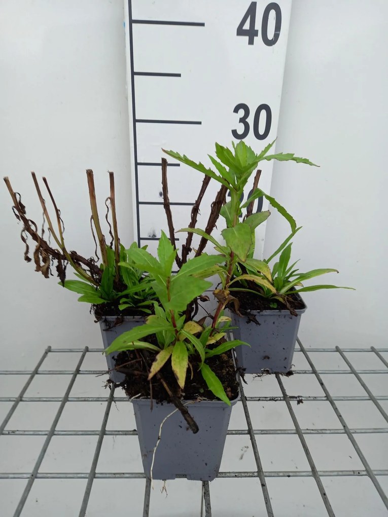 Helenium hybr indian summer - pot 9x9 cm