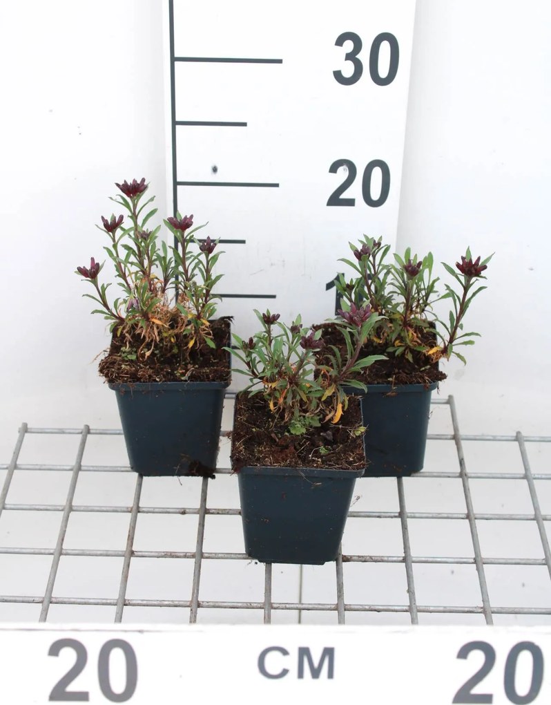 Erysimum 'Constant Cheer' - pot 9x9 cm -