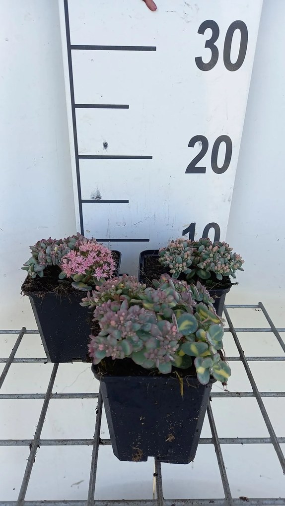 Sedum alboroseum 'Mediovariegatum' - pot 9x9 cm -