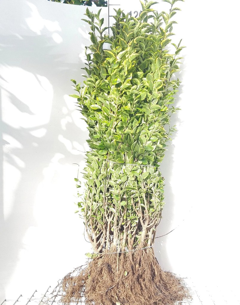 Ligustrum ovalifolium 'Aureum' - blote wortel - 60-90 cm -