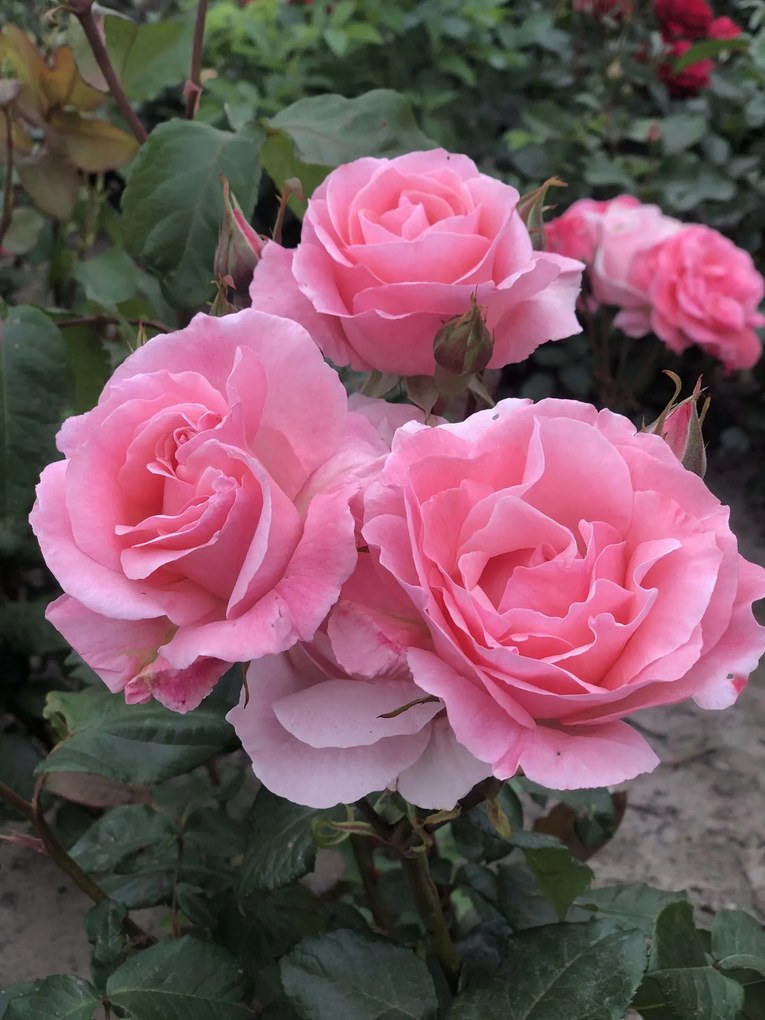 Rosa 'Queen Elizabeth' - blote wortel -