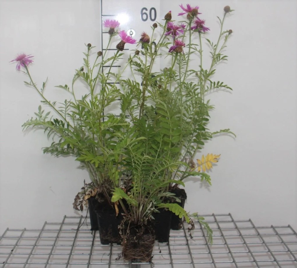 Centaurea dealbata - pot 9x9 cm -