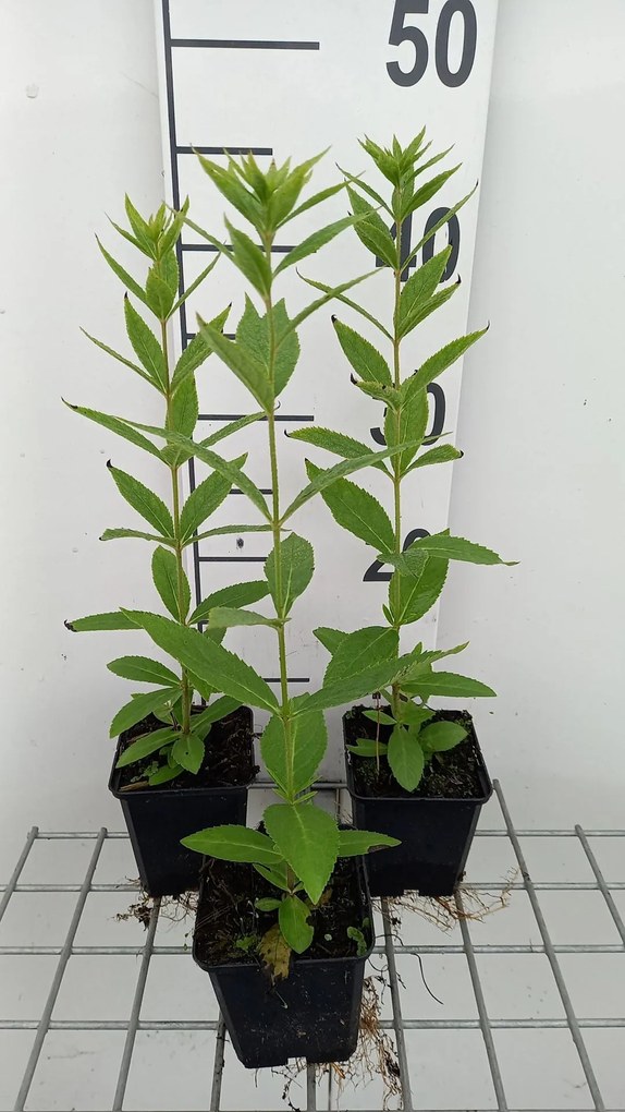 Veronicastrum virginicum 'Roseum' - pot 9x9 cm
