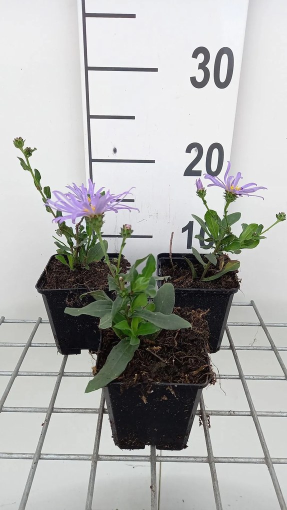 Aster amellus 'King George' - pot 9x9 cm