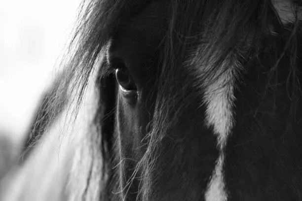 Foto The Window To The Soul, Christine Rose Photography