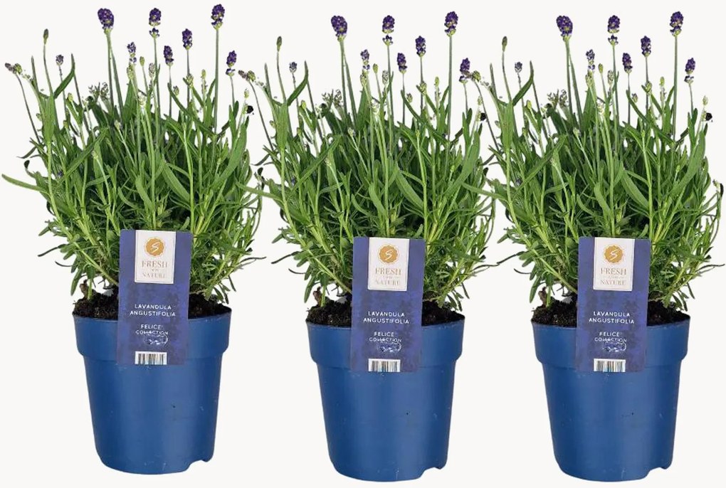 Planten Lavender Lavandula angustifolia Felice, 3-delig