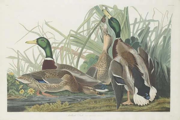 John James (after) Audubon - Kunstdruk Mallard Duck, 1834, (40 x 26.7 cm)