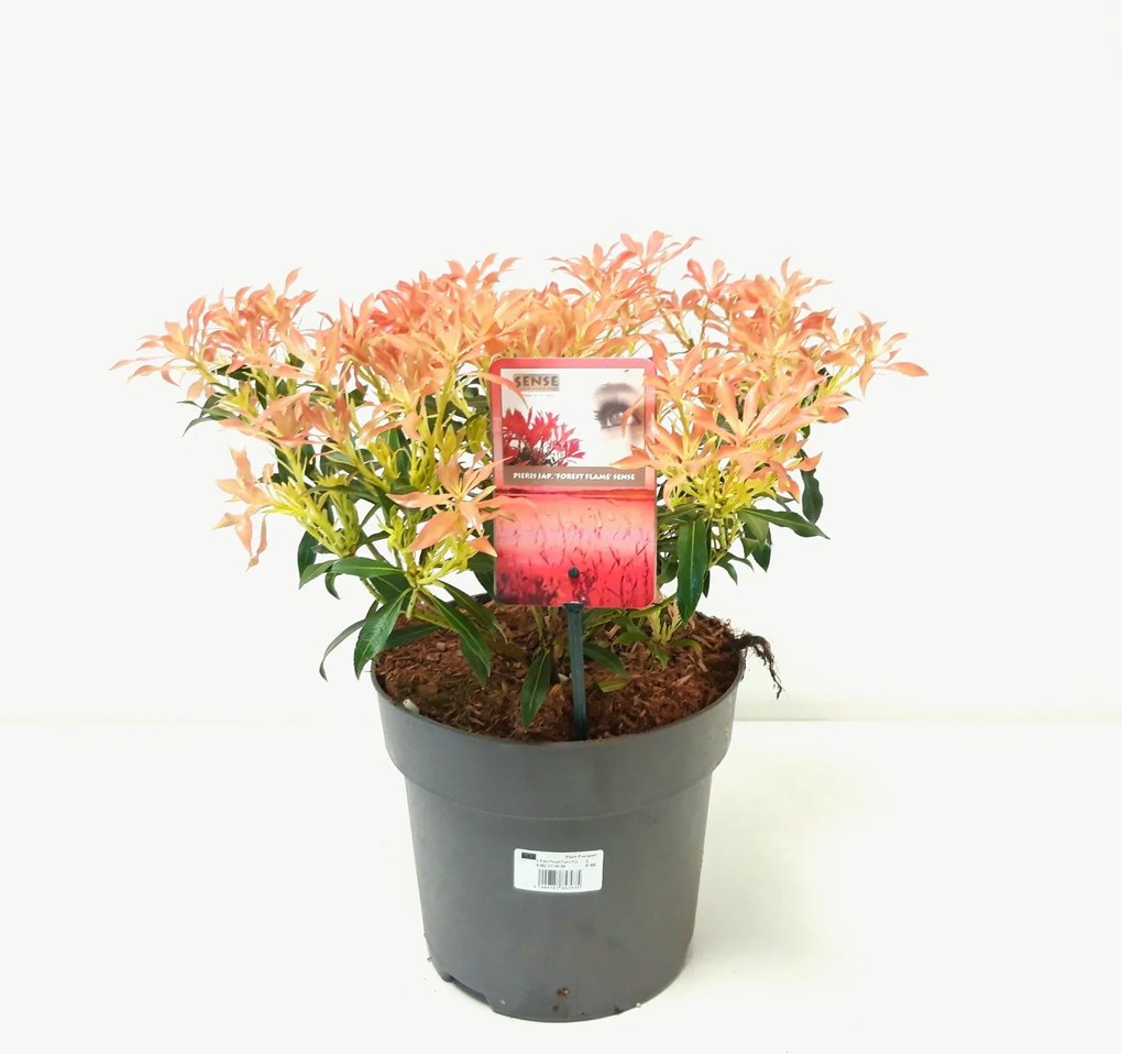 Pieris'Forest Flame'- pot 5L - 30-40 cm - Rotsheide