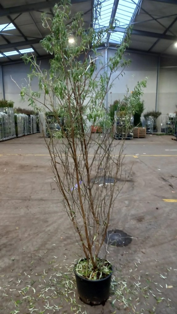 Hippophae rhamnoides - pot 20L - 125-150 cm