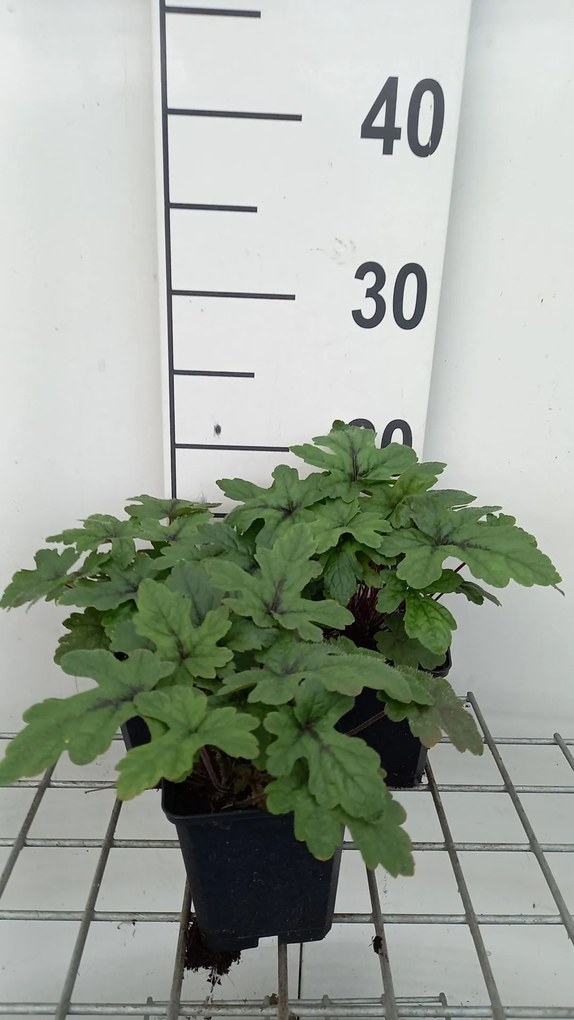 Tiarella 'Pink Skyrocket' - pot 9x9 cm -