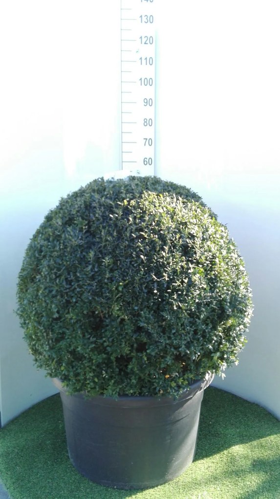 Buxus sempervirens - pot - bolvorm ø90+ cm