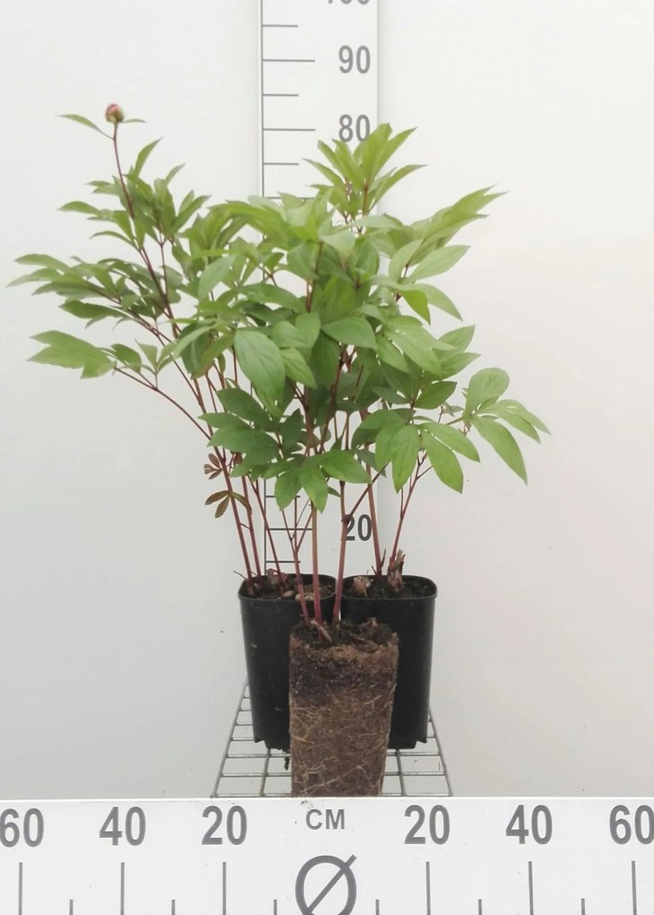 Paeonia 'Duchesse de Nemours' - pot 1L