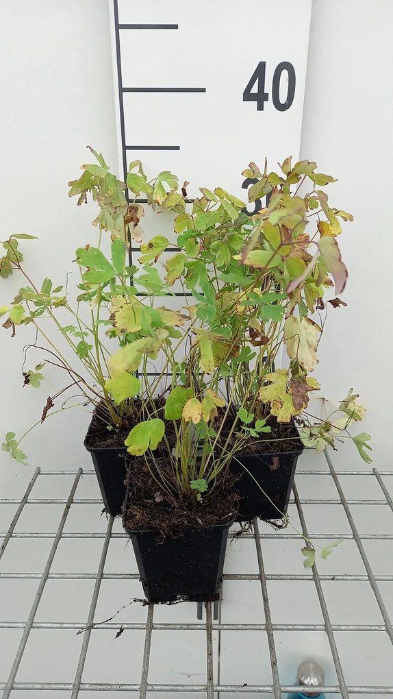 Aquilegia 'Koralle' - pot 9x9 cm