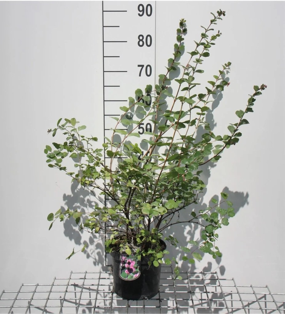 Symphoricarpos x doorenbosii 'White Hedge' - pot - 50-60 cm