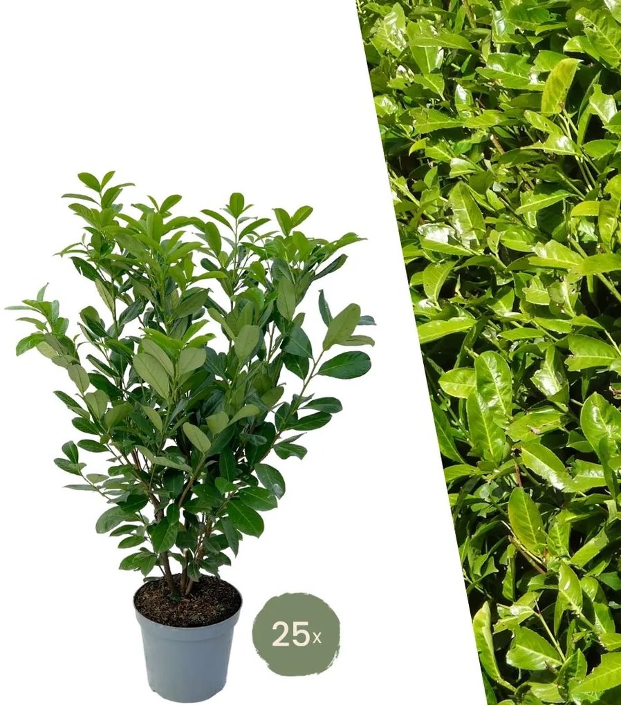 Grote Laurierkers Rotundifolia voor 10 meter strekkende haag - 130cm