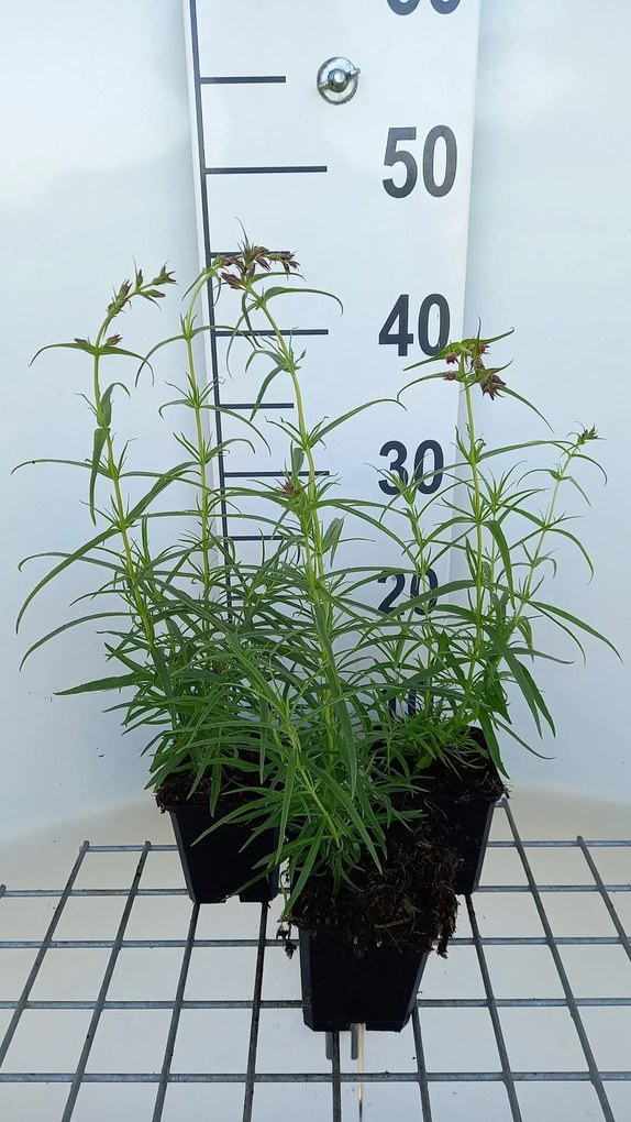 Penstemon 'Evelyn' - pot 9x9 cm