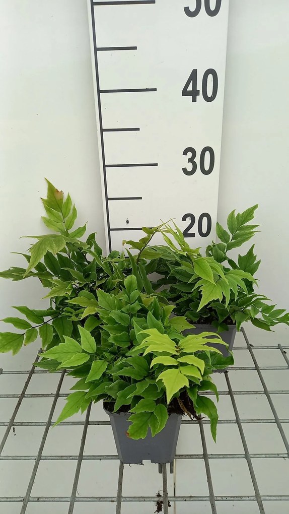 Cyrtomium fortunei var. clivicola - pot 9x9 cm -