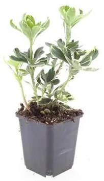 48x Pachysandra term.'Variegata'-↕10-25cm - Ø9cm