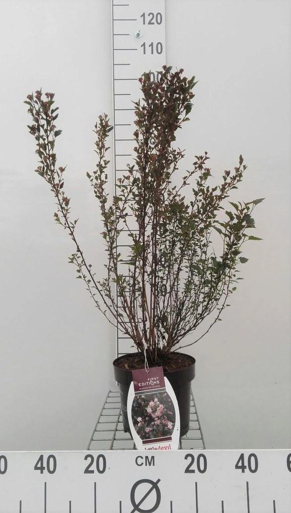 Physocarpus opulifolius 'Donna May' (Little Devil) - pot 3L - 40-50 cm