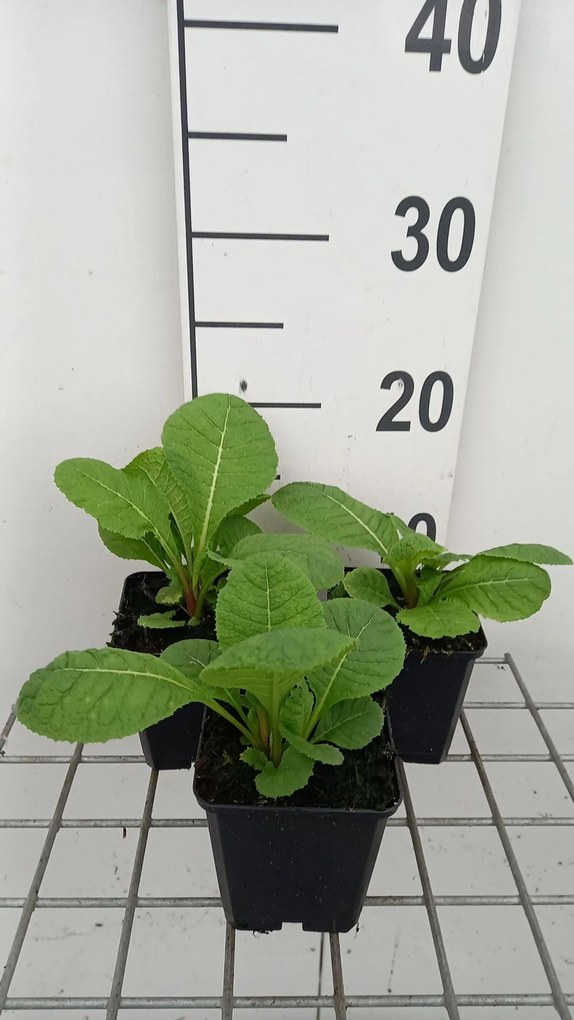 Primula pulverulenta - pot 9x9 cm -