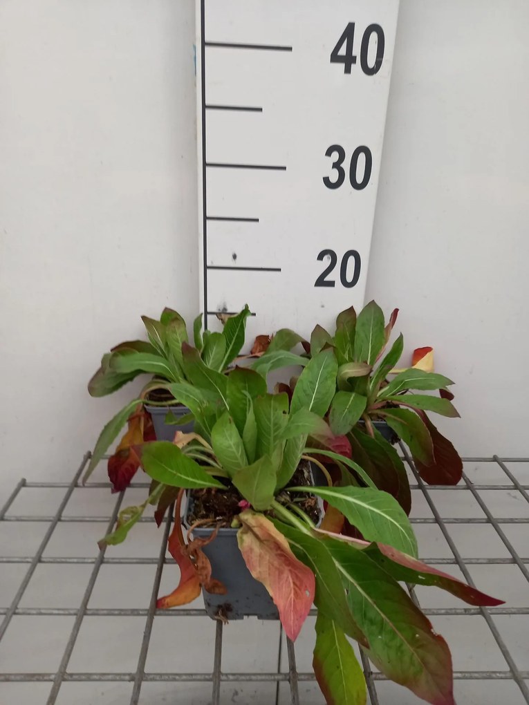 Oenothera biennis - pot 9x9 cm