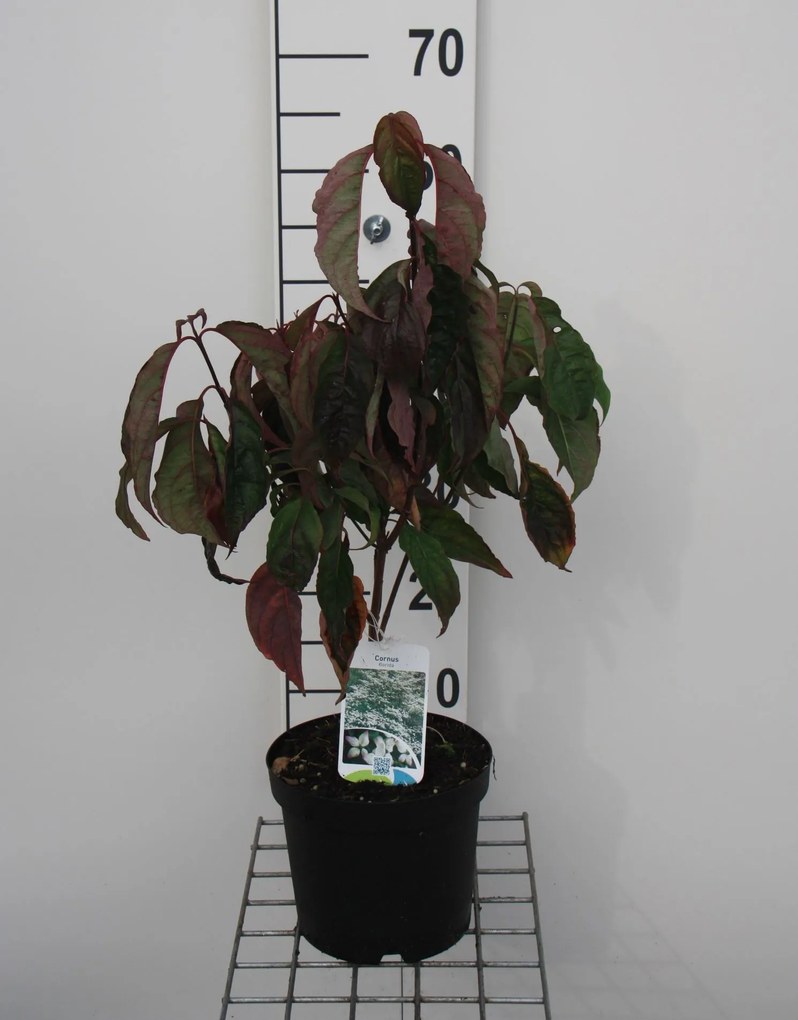 Cornus florida - pot - 50-60 cm