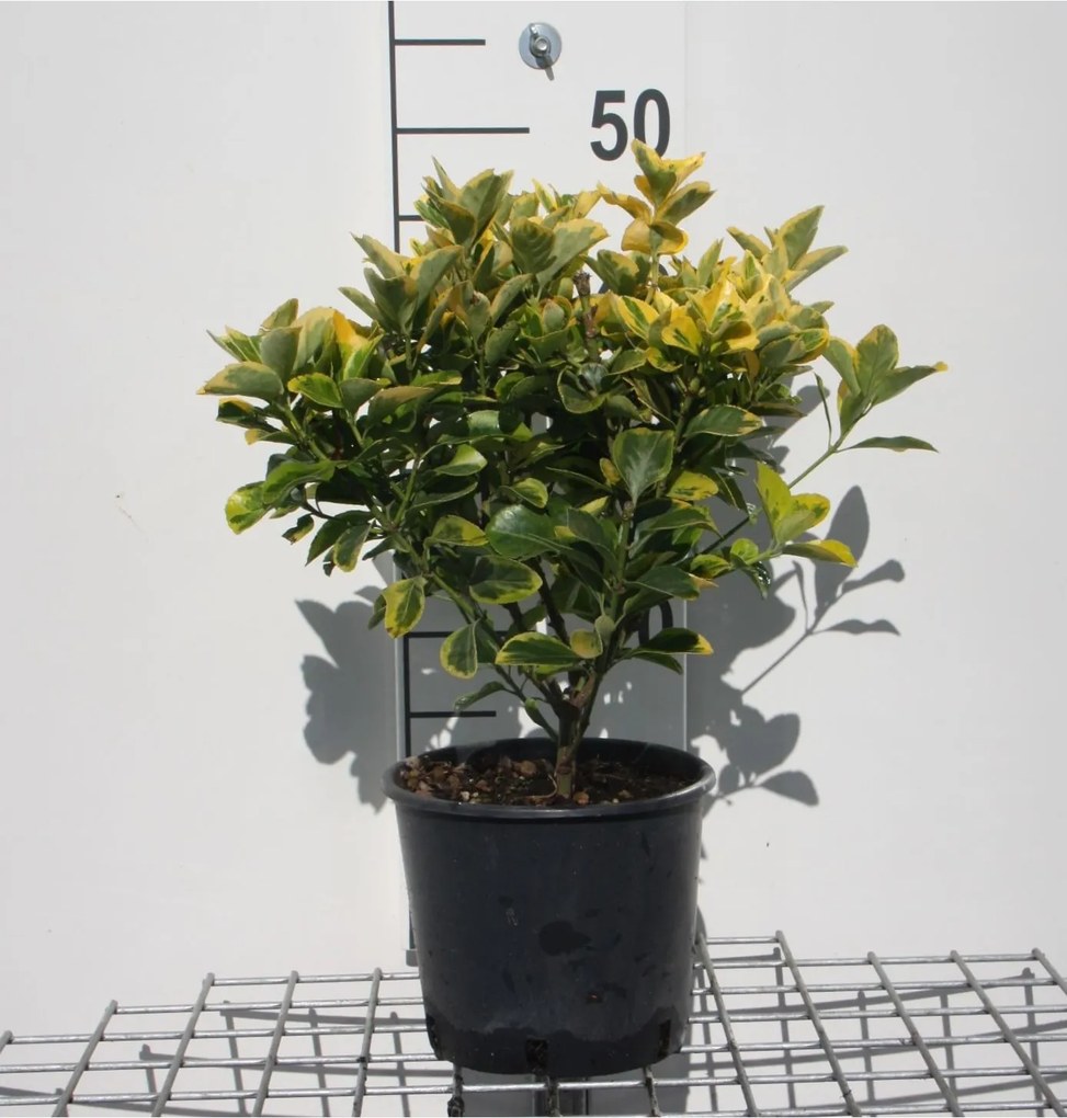 Euonymus japonicus'Aureomarginatus'- pot 3L - 40-50 cm