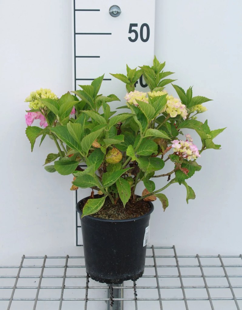 Hydrangea macrophylla 'Glowing Embers' - pot - 25-30 cm