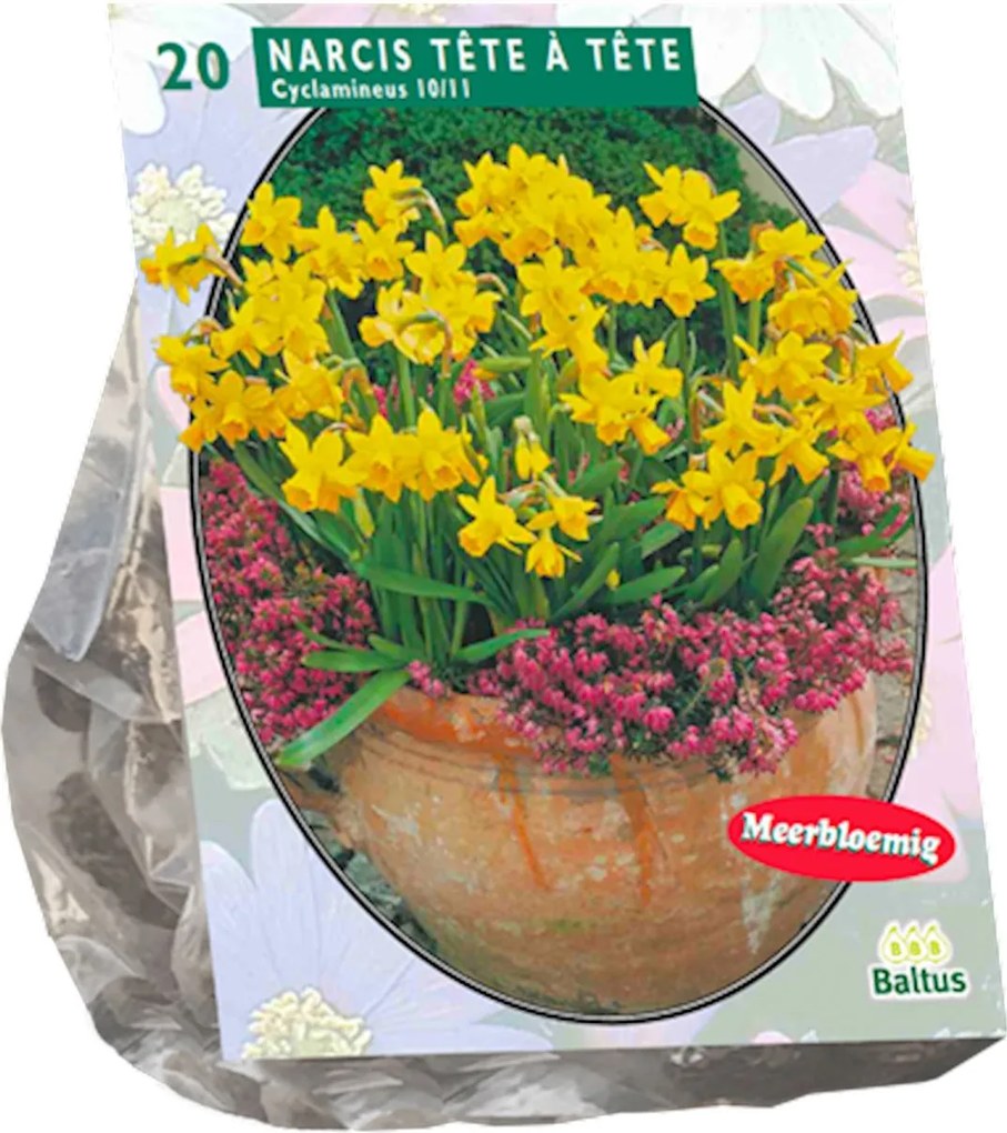 Baltus 'Narcis Mini Tête à Tête' - voorjaarsbloeiers - 20 bollen