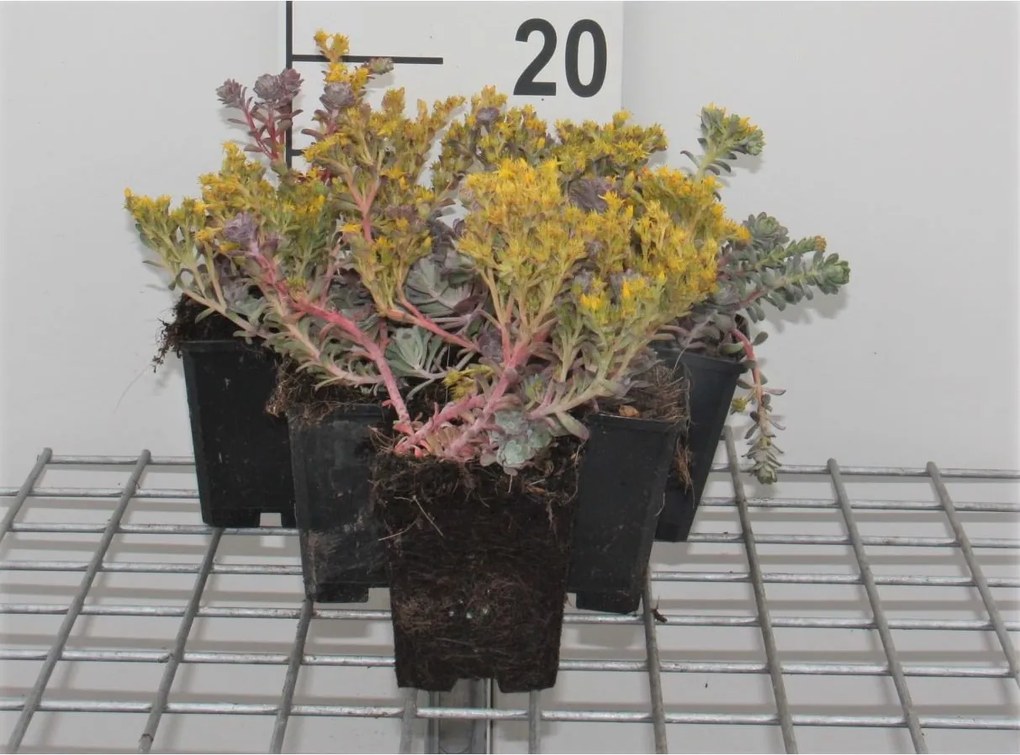 Sedum spathulifolium 'Purpureum' - pot 9x9 cm -