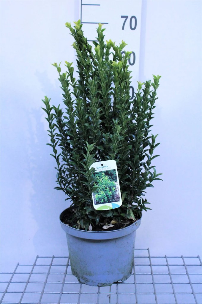 Euonymus japonicus 'Green Spire' - pot 5L - 40-60 cm -