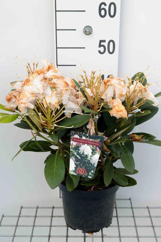 Rhododendron'Silberwolke'- pot - 25-30 cm