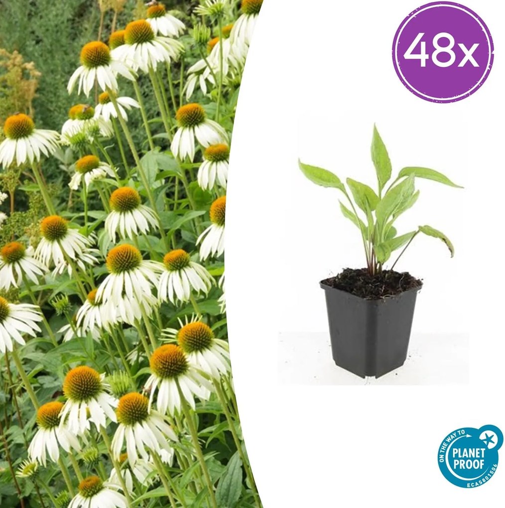 Echinacea purpurea 'White Swan' - 20cm
