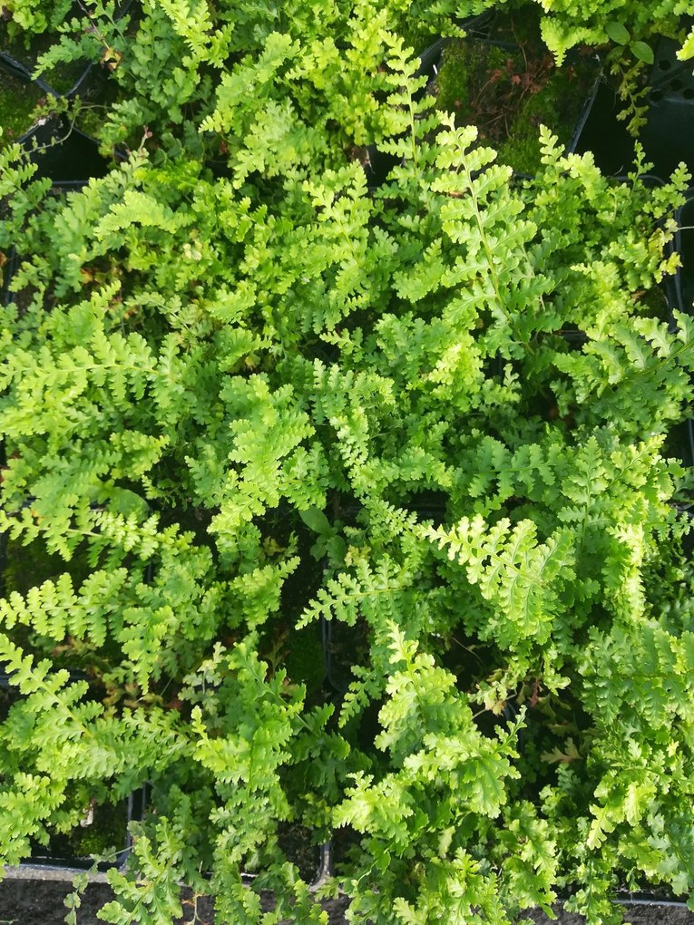 Dryopteris filix-mas 'Barnesii' - pot 9x9 cm