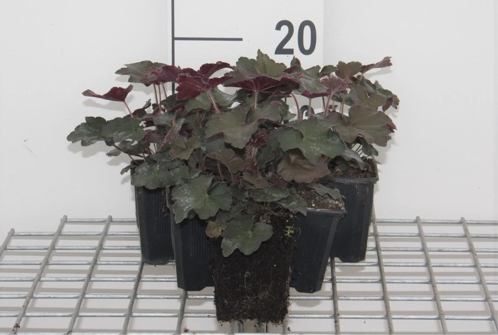 Heuchera micrantha 'Palace Purple' - pot 9x9 cm -